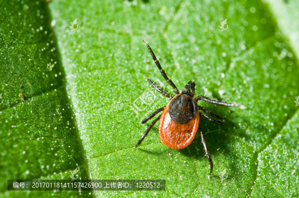 葉上蜱。Ixodes,ricinus。