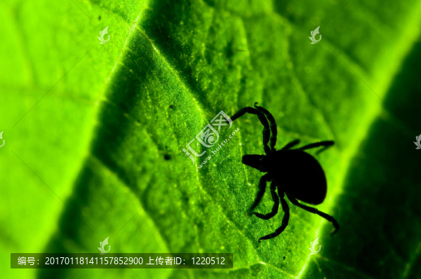 葉上蜱。Ixodes,ricinus。
