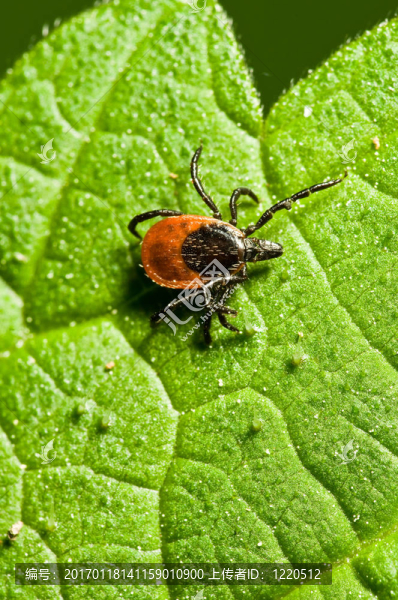 葉上蜱。Ixodes,ricinus。