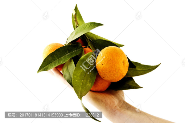 橙色束-在手掌上舉行