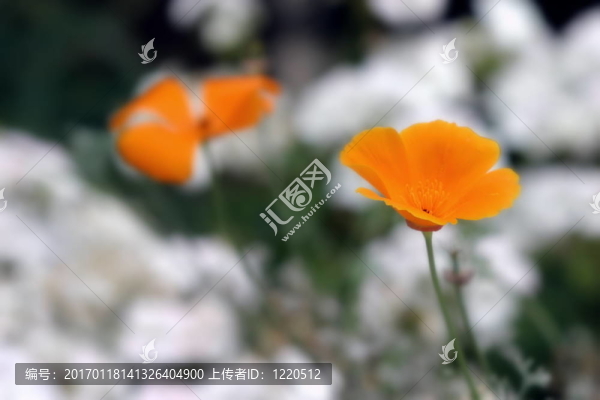 加利福尼亞罌粟