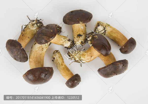 白色背景上食用蘑菇很少