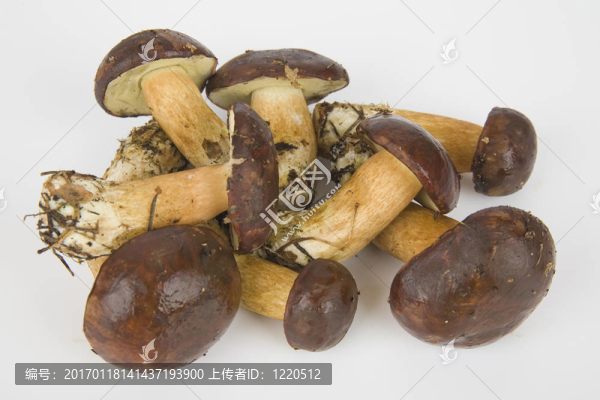 白色背景上食用蘑菇很少