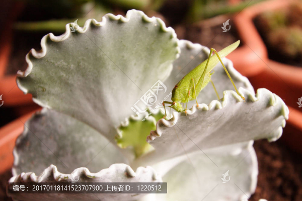 蝗蟲對植物