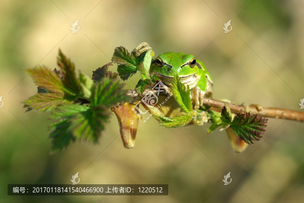 歐洲樹(shù)蛙。