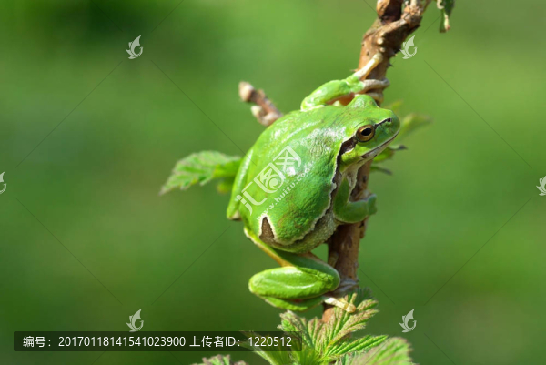 歐洲樹(shù)蛙。