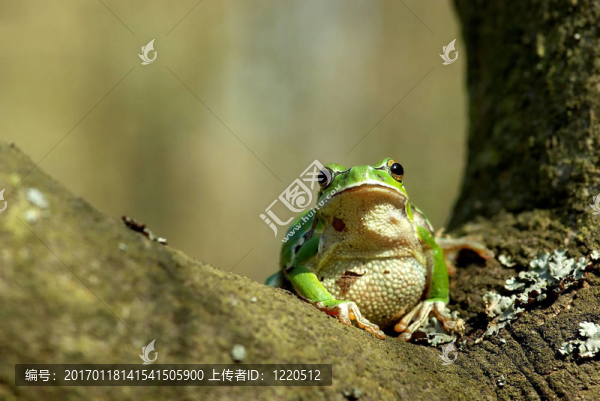 青蛙-匯圖網(wǎng) www.fosd68.com 青蛙