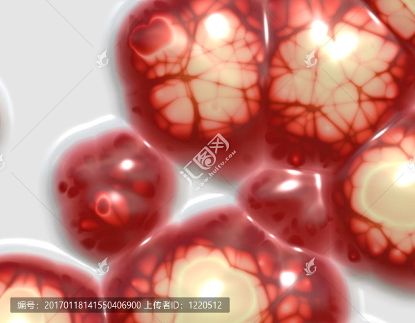 人類的大腦總