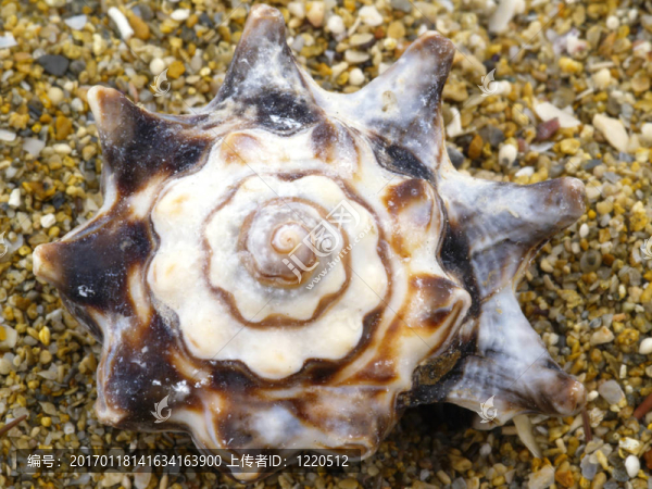 蝸牛的殼-匯圖網(wǎng) www.fosd68.com 蝸牛的殼