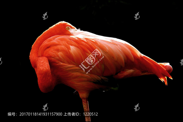 火烈鳥