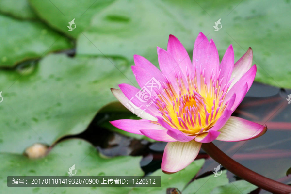 睡蓮