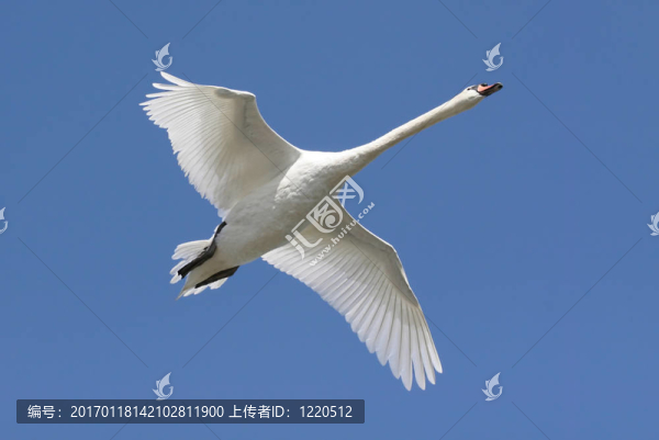 Mute,Swan（疣鼻天鵝）在飛行