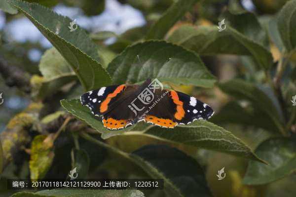 紅紋蝴蝶