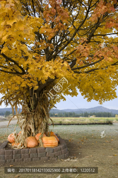 樹下的南瓜。