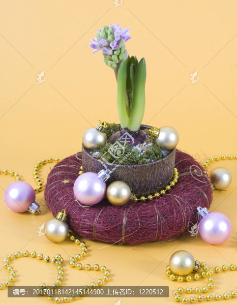 風(fēng)信子-匯圖網(wǎng) www.fosd68.com 風(fēng)信子