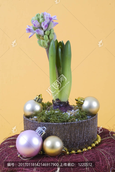 風(fēng)信子花