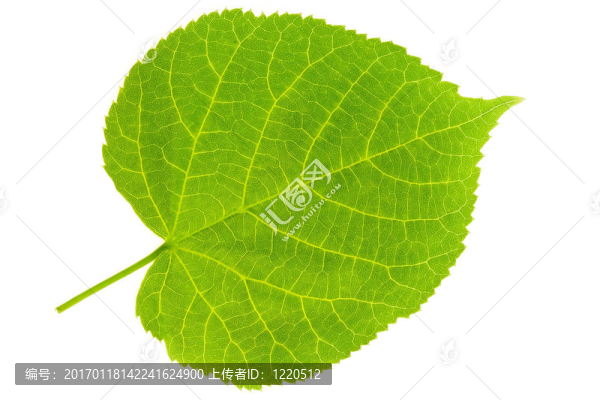 菩提樹的葉