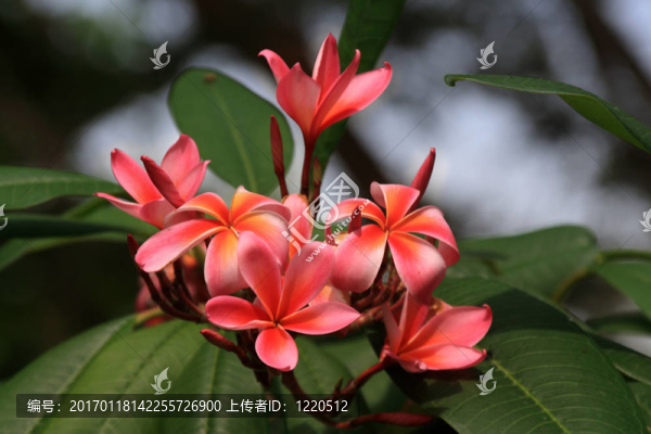 雞蛋（雞蛋）