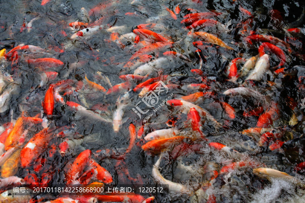 錦鯉