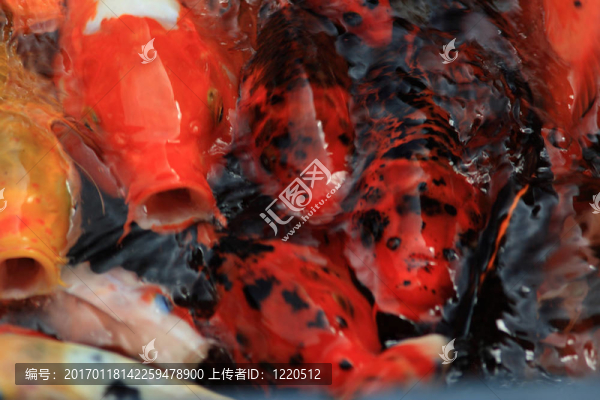 錦鯉