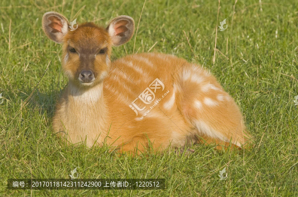 澤