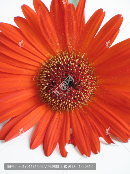 橙色雛菊特寫(xiě)-匯圖網(wǎng) www.fosd68.com 橙色雛菊特寫(xiě)