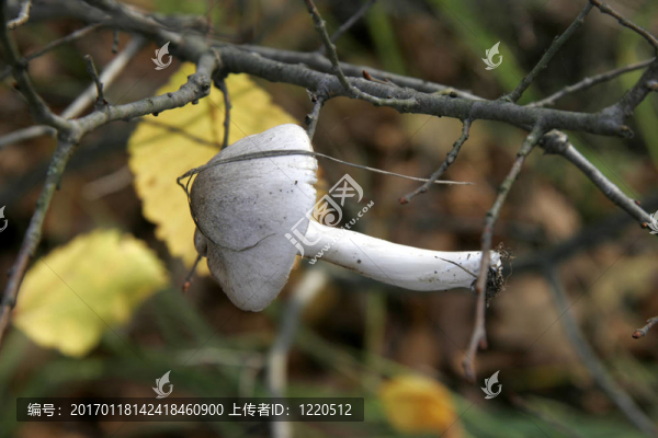 羊肚菌