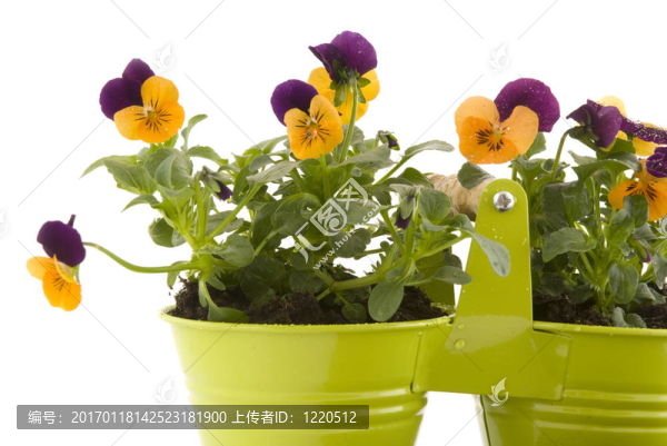 春天盛開的花