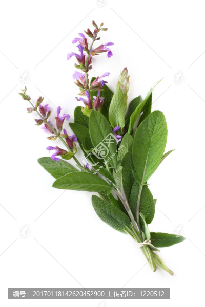 開花的圣人