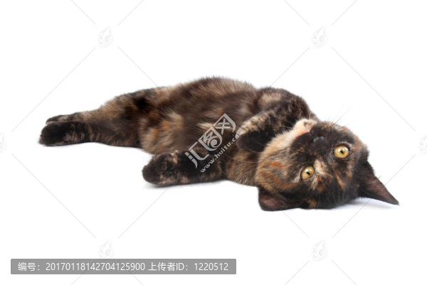 滾動的小貓