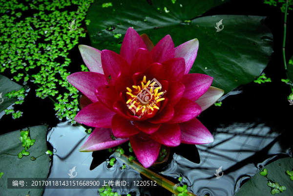 粉紅睡蓮