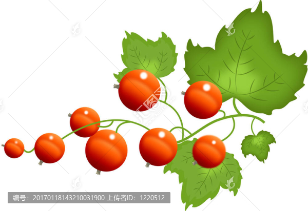 紅醋栗