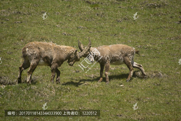 阿爾卑斯山羊-匯圖網(wǎng) www.fosd68.com 阿爾卑斯山羊