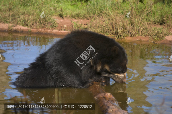 安第斯熊