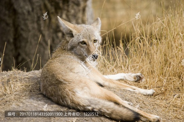 郊狼-匯圖網(wǎng) www.fosd68.com 郊狼