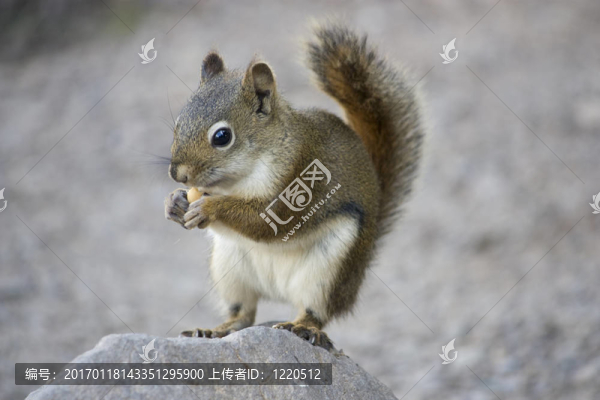 金毛松鼠