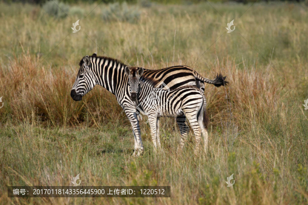 burchells斑馬