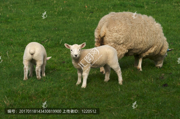 女羊-匯圖網(wǎng) www.fosd68.com 女羊
