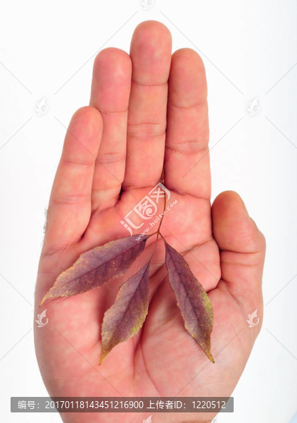 葉在手