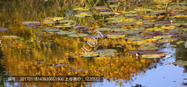 金睡蓮水中的倒影范杜森花園