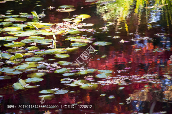 睡蓮的秋天的顏色，水中的倒影范杜森花園vancou