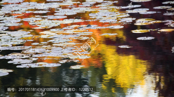 橙黃色睡蓮水中的倒影范杜森花園
