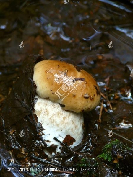 CEP。木蘑菇。