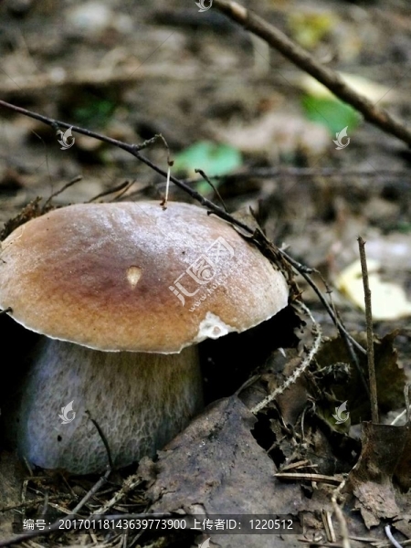 CEP。木蘑菇。
