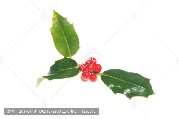 霍莉
