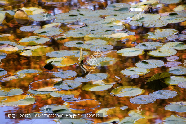 金藍(lán)睡蓮水中的倒影范杜森花園