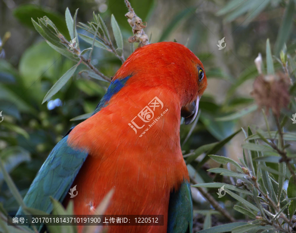 parrot,Alisterus,scapularis國王