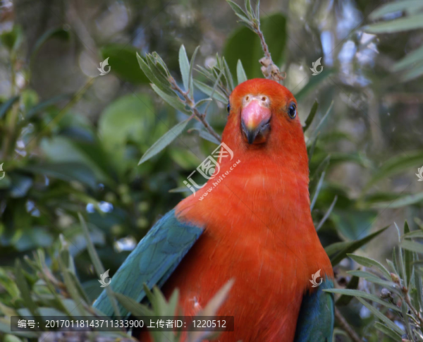 parrot,Alisterus,scapularis國(guó)王