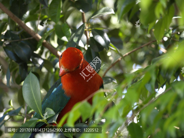 parrot,Alisterus,scapularis國王
