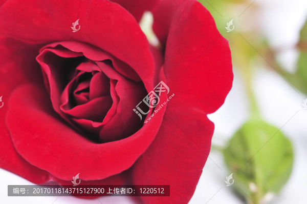 白色背景上的紅玫瑰花